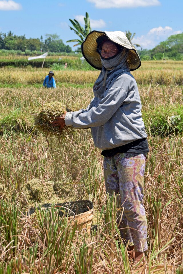 Rice fields harvest rice harvest