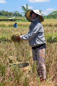 Rice fields harvest rice harvest