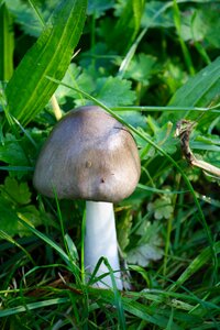 Mushrooms autumn autumn woods photo