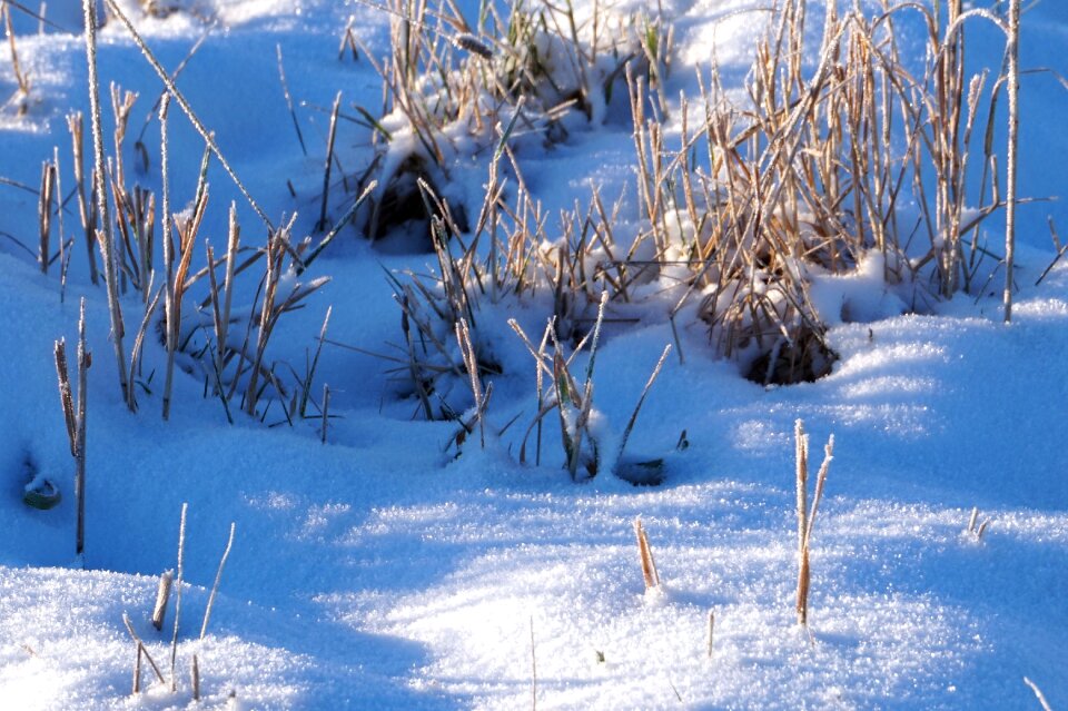 Cold snow landscape frost