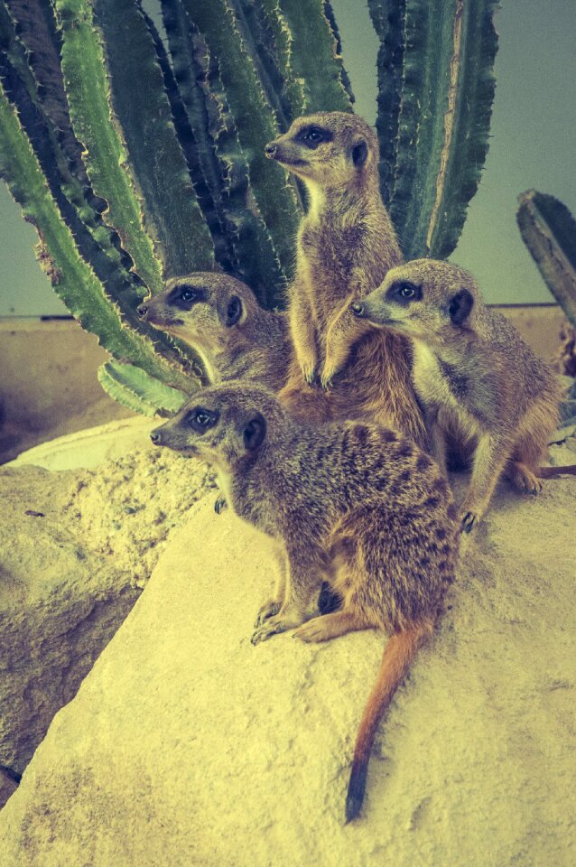 Animal world nature animal