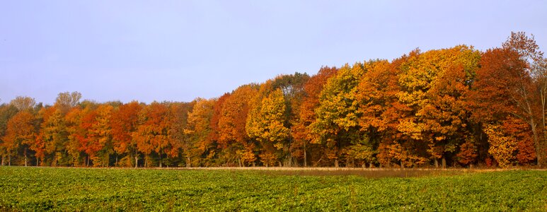 Fall foliage color nature photo