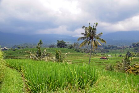 Rice terraces panorama landscape photo