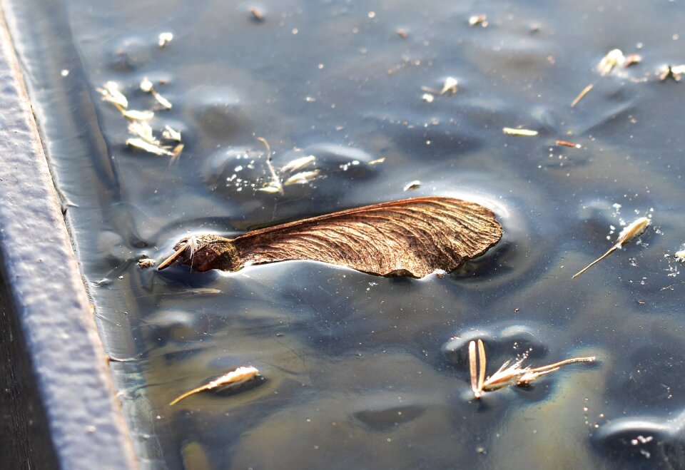 Water leaf cold