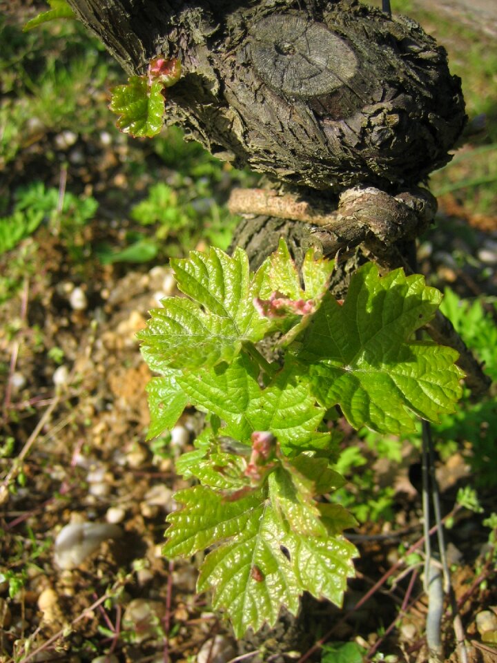 Vines foliation bordeaux