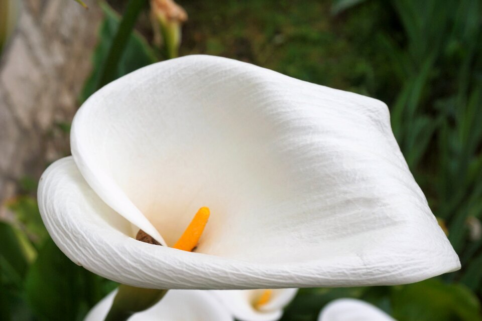 Flowering white plant