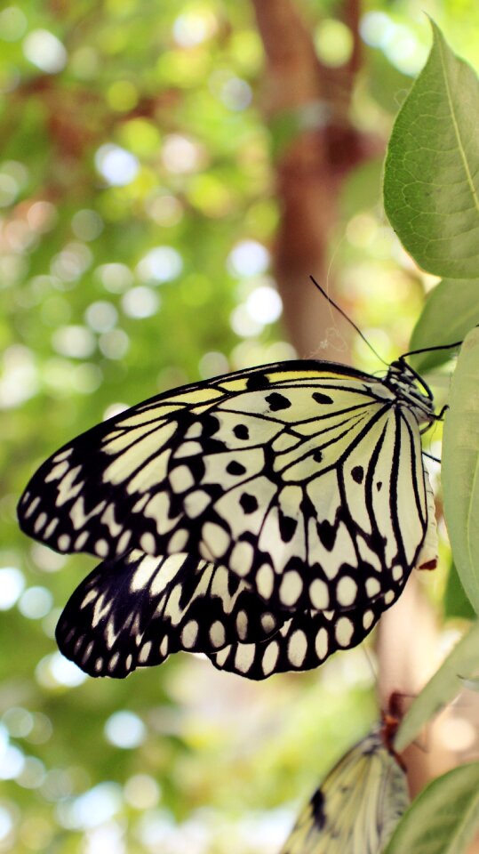 Insect wings spring