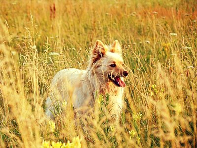 Steppe plants flowers
