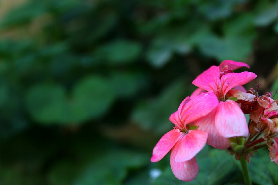 Pink flowers nature spring