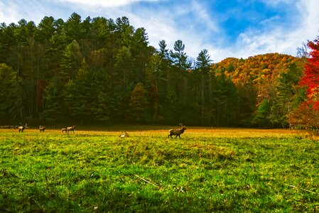 Elk wildlife animals photo