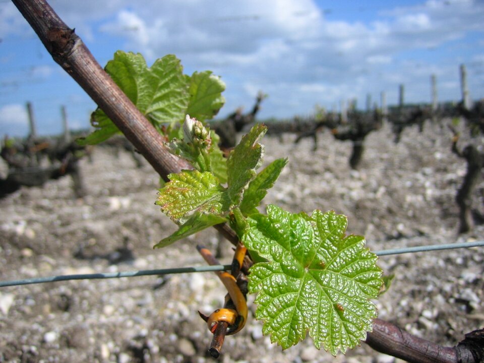 Foliation bordeaux leaves