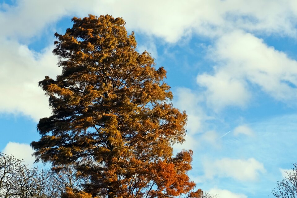 Nature leaves light