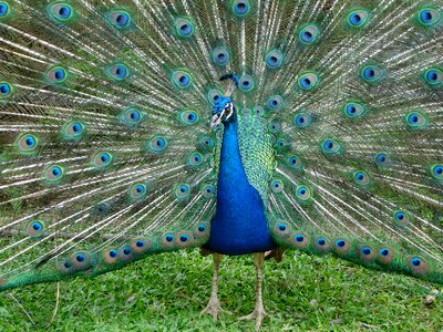 Feathers blue pride