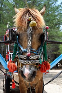 Horse coach monteaura