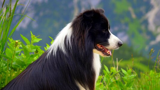 Border collie purebred dog collie