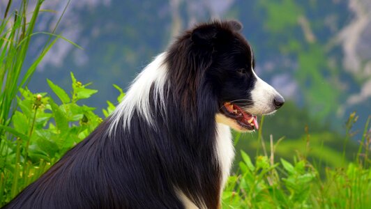 Border collie purebred dog collie photo