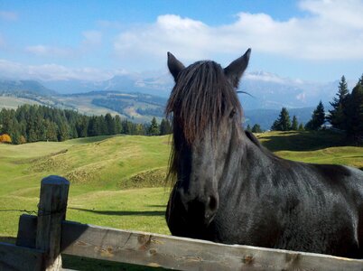 Mane pasture