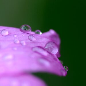 Drop water macro