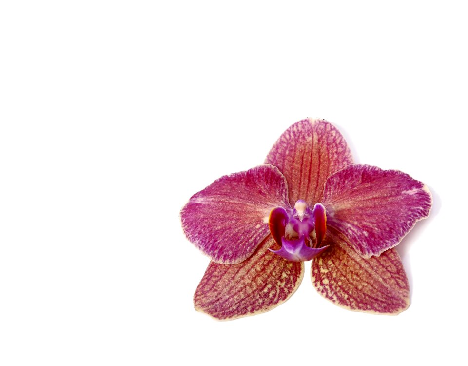 Tropical flower striped