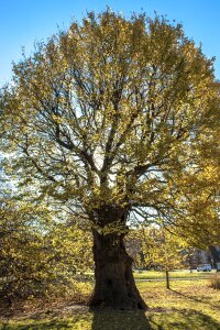 Brighton tree
