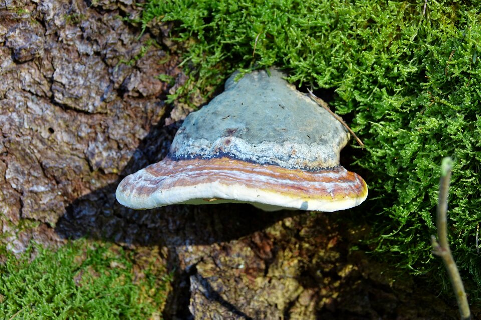 Baumschwamm tree fungus nature