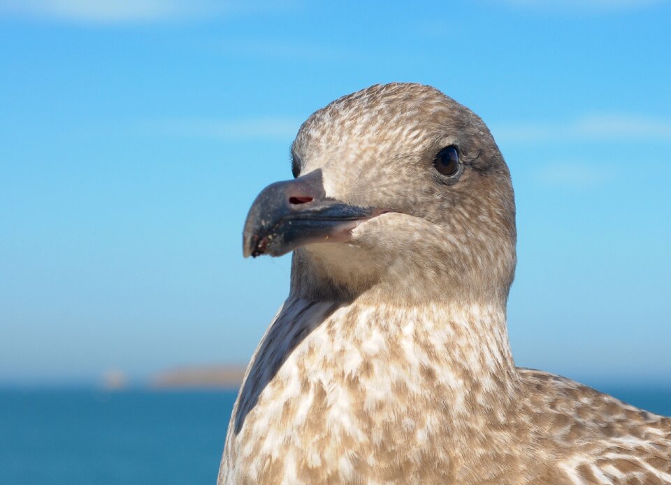 Juvenile gull bird animal