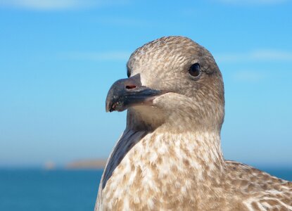 Juvenile gull bird animal