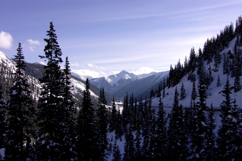Snow forest scenery