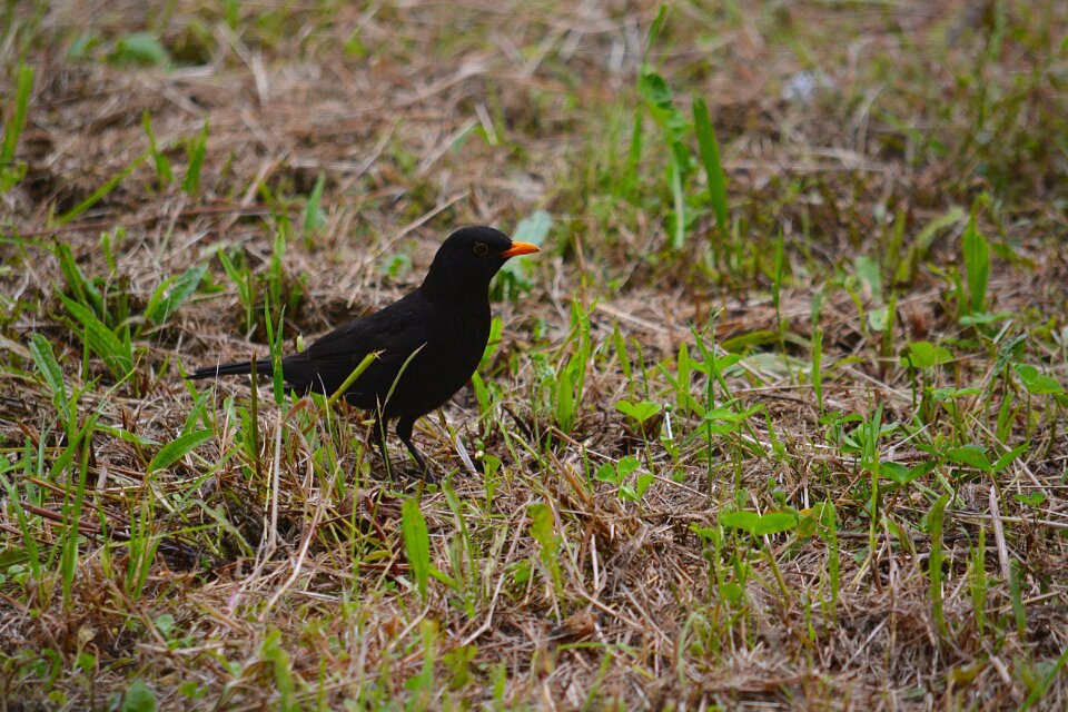 Nature wild animal