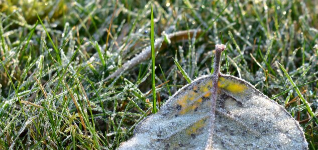 Frozen nature leaves photo