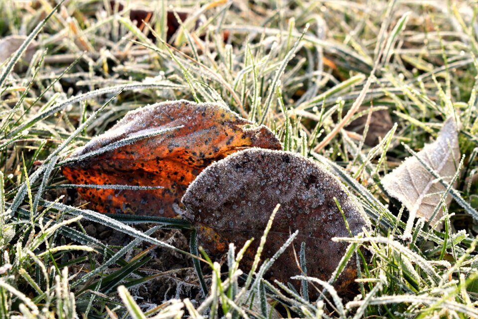 Frozen nature leaves