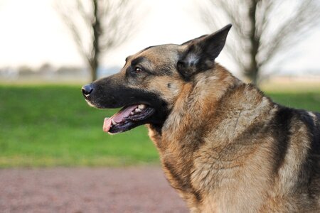 German shepherd animal profile