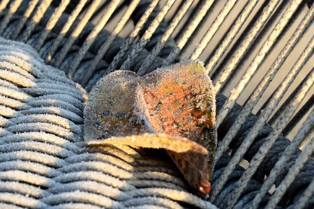 Frozen nature leaves photo