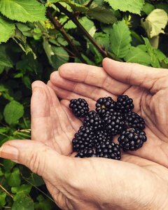 Plant berries forest