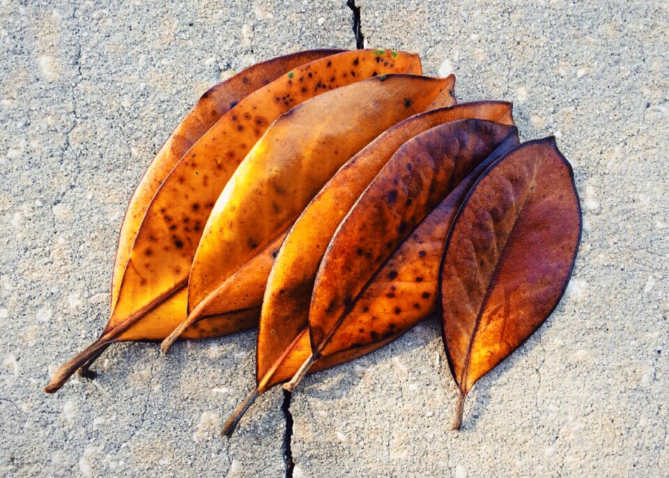 Autumn magnolia