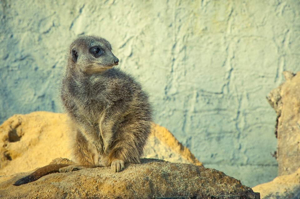 Animal world nature animal