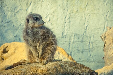 Animal world nature animal