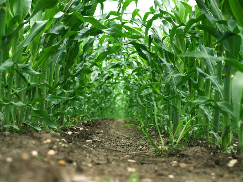 Agriculture farming food