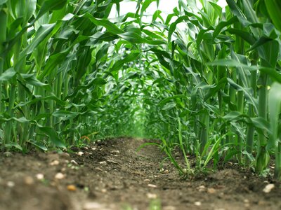 Agriculture farming food