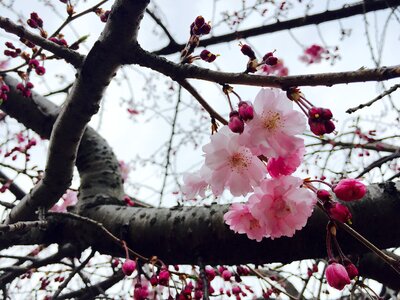 Cherry blossoms pink spring
