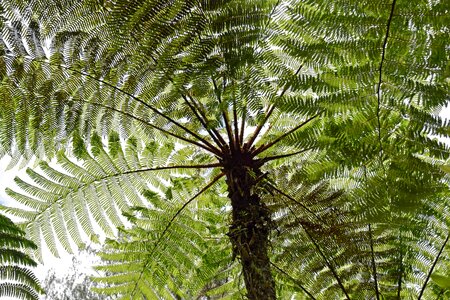 Nature botany botanical garden