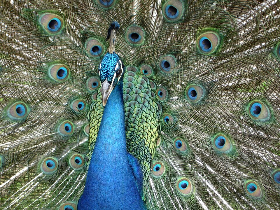 Feathers blue pride