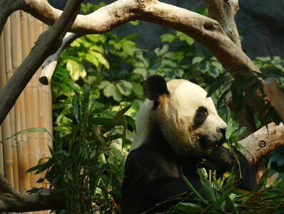 Mammal black and white panda bear photo