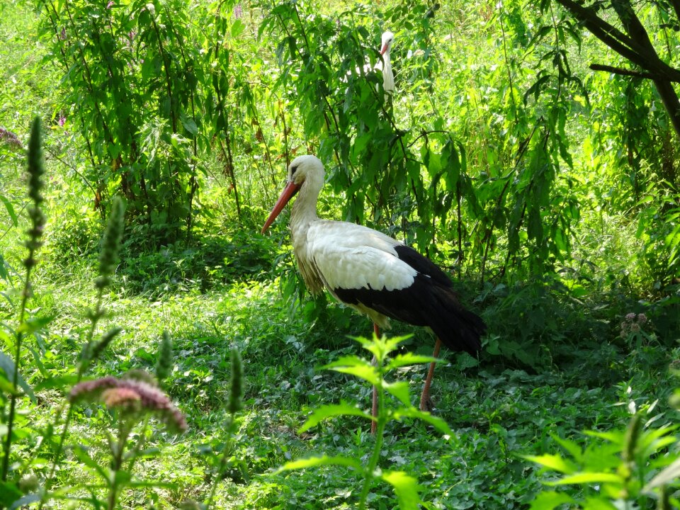 Bird animals fauna