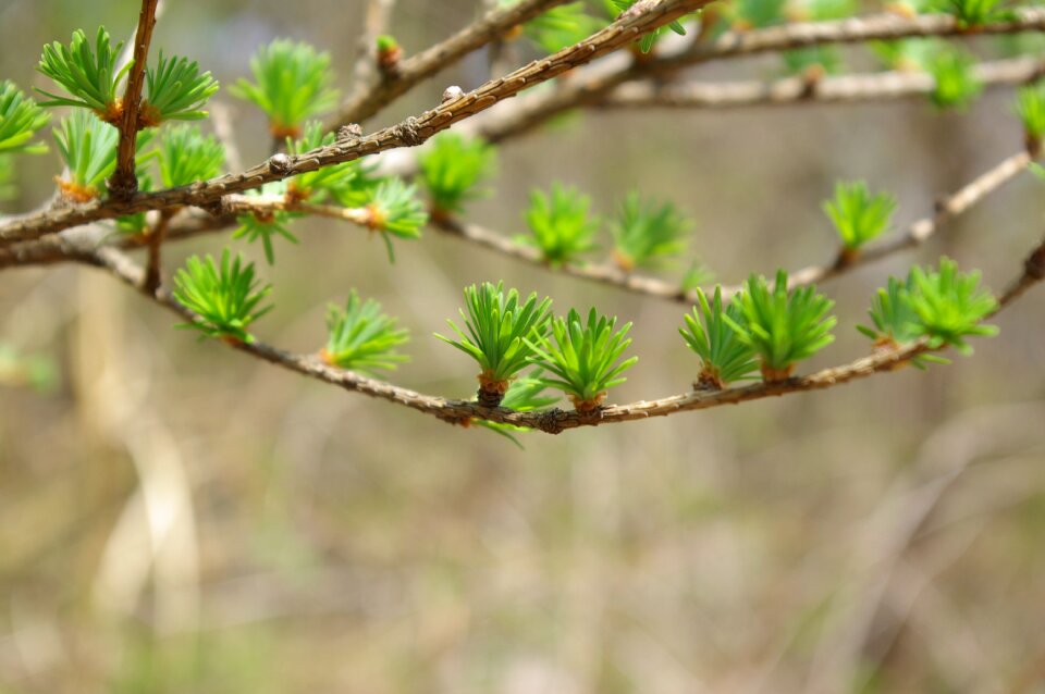 Bud the leaves twig
