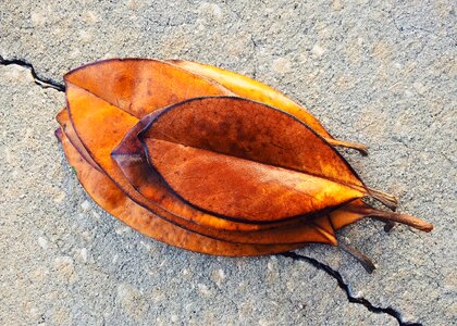 Autumn magnolia