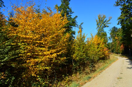 Foliage wood nature