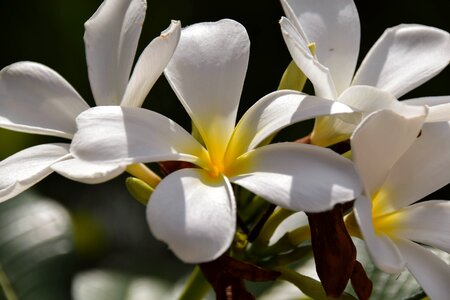 Travel gili islands flower photo