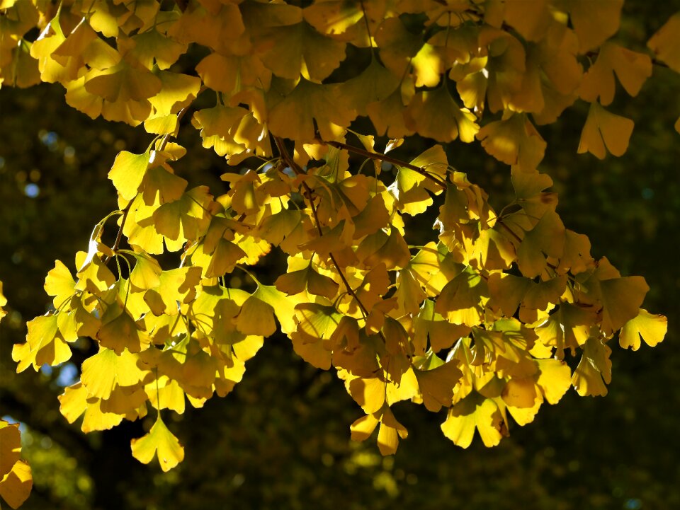 Huang green branch