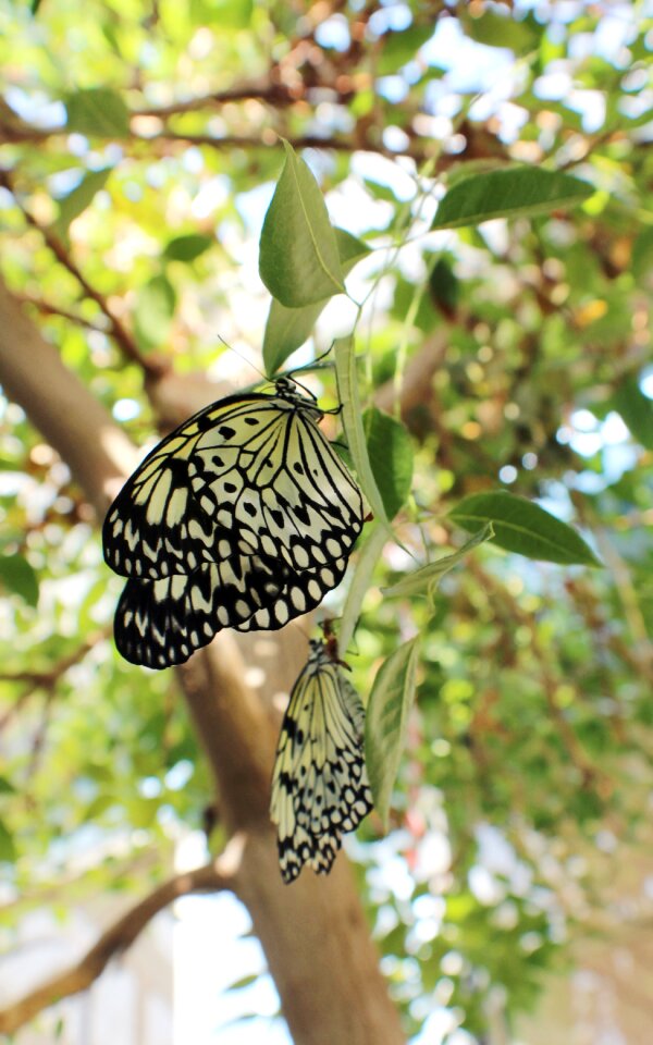 Insect wings monarch photo